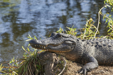 American Alligator in Everglades National Park Florida USA