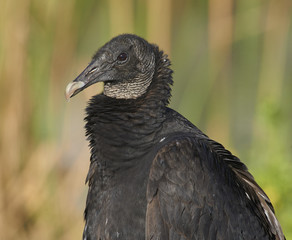 Black Vulture