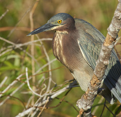 Green Heron