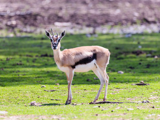 Naklejka na ściany i meble One Thomson's gazelle (Eudorcas thomsonii) stands on the pasture and looks around