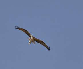 Osprey
