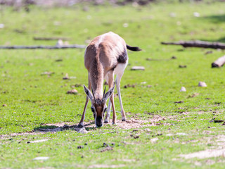 One Thomson's gazelle (Eudorcas thomsonii) looking  for food on the ground