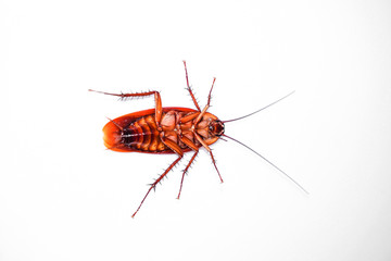 Cockroach on the background.