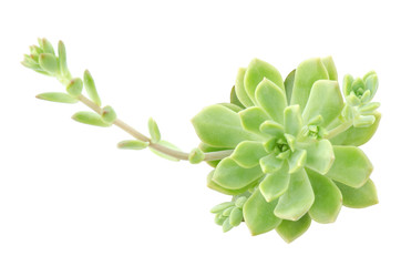 Green Rosette Flower Echeveria Succulent plants on White Background