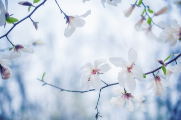 spring magnolia flowers, natural abstract soft floral background