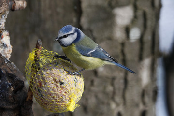 Blaumeise (Cyanistes caeruleus) sitzt auf Meisenknödel