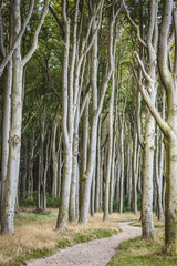 Geisterwald bei Nienhagen - Ostsee