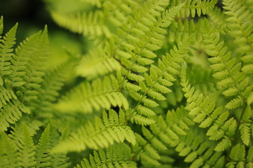 Fern green leaves