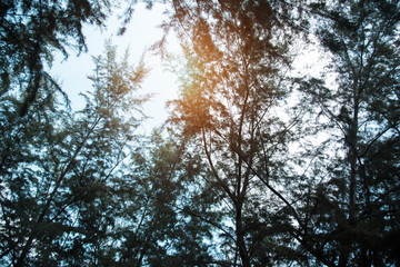 The forest background in morning time,reflection from sunlight is shining to top of forest tree,beauty by nature,blurry light around.