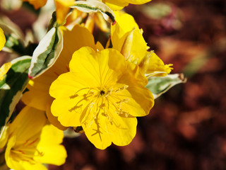 Oenothera tetragona 'Variegata' , O. fruticosa - narrowleaf evening primrose, narrow-leaved sundrops 