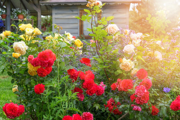 Flower bed of red, yellow, orange roses on the background of a small wooden house, rustic style, summer outdoor recreation. Attractive English Formal Garden
