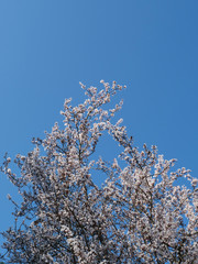 Blooming Cherry Tree branches