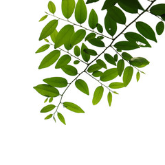 green tree branch isolated on white