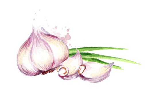 Garlic horizontal composition. Watercolor hand drawn illustration, isolated on white background