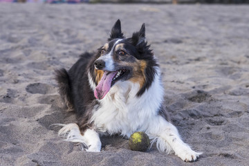 nice dog border collie with a yellow ball