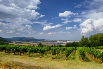 Fototapeta na wymiar Summer landscape near Montepulciano