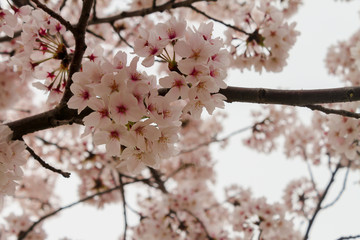 Pink sakura blossom beautiful blooming