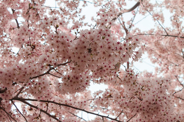 Sakura flower blooming during the festival is pink.