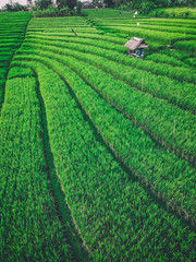 The house is surrounded by textured rice fields. Aerial view