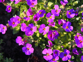 Aubrieta cultorum - beautiful spring flowers in the garden  