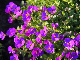 Fototapeta premium Aubrieta cultorum - beautiful spring flowers in the garden 