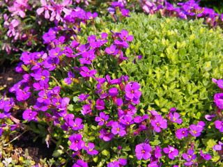 Aubrieta cultorum - beautiful spring flowers in the garden  