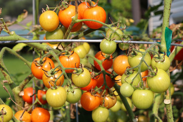 Agriculture and farming background. Ripening tomatoes on a bush close up in a vegetable garden. Organic food produce concept.