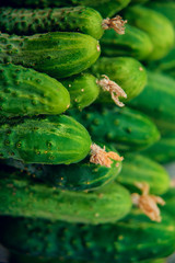 Cucumbers in summer. Fresh wet pickle ready for canning. Cucumbers for salads or canning. Cucumbers in countryside. Summer vegetables. Organic agriculture in village.