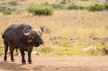 Isolated buffalo in the savannah countryside of Nairobi Park in Kenya