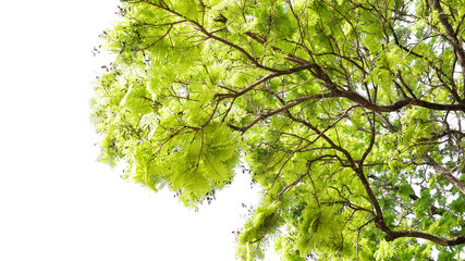 Greenery leaves with dried seedpod fruits on tree branches of copperpod or yellow poinciana (Peltophorum pterocarpum) the tropical ornamental tree on white background.