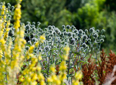 Alpine Sea Holly
