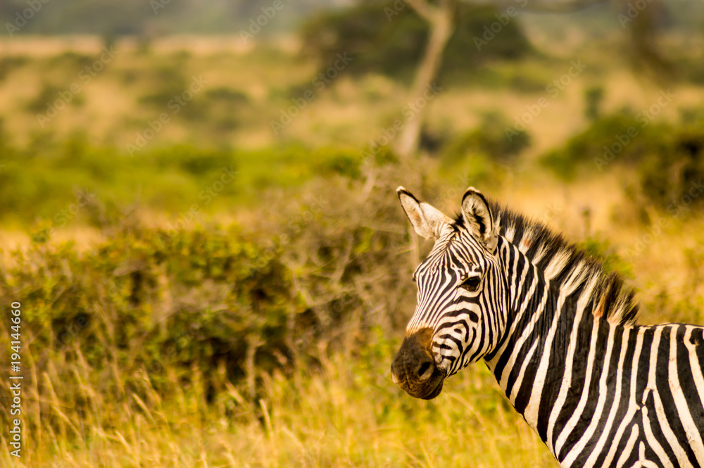 Sticker Isolated zebra in the savannah countryside of Nairobi Park in Kenya