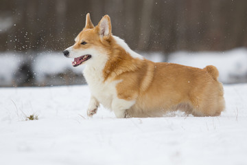 welsh corgi dog running outdoors in the snow