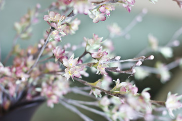 Sakura branch. Cherry blossom pink artificial flowers made of silk on a turquoise background