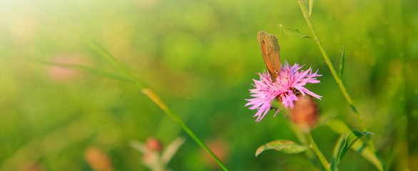 Macro shot on butterfly and cornflower.