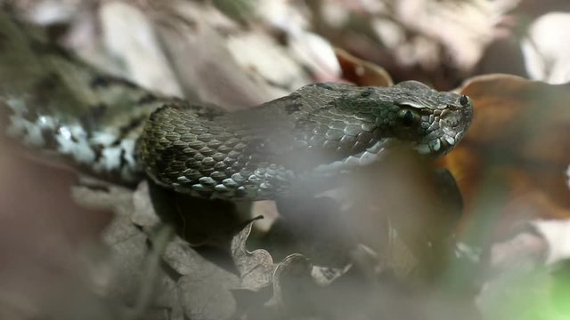 Una formica cammina sul viso di una vipera
