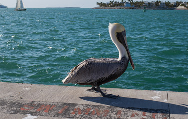 Brown pelican on dock in Key West with boats in background