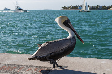 Brown pelican on dock in Key West with boats in background