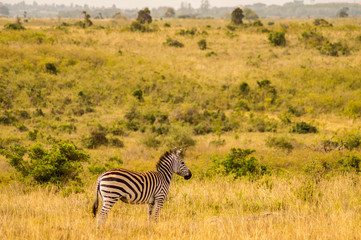 Isolated zebra in the savannah countryside of Nairobi Park in Kenya