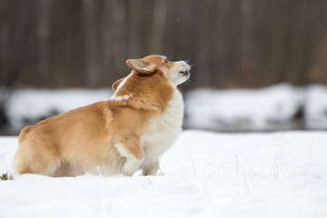 welsh corgi dog running outdoors in the snow