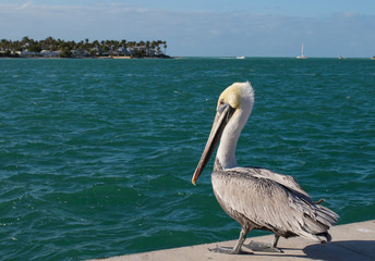Brown pelican on dock in Key West