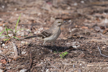 Bird on soil