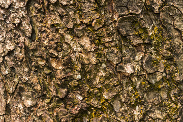 The surface of the bark of the tree