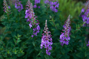 Flowering Chamerion in the meadow, Norway