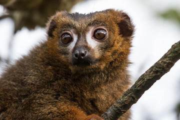 photo portrait of a cute little Red bellied Lemur