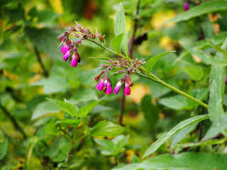 Bloming comfrey - Symphytum x rubrum 