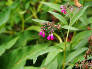 Bloming comfrey - Symphytum x rubrum 