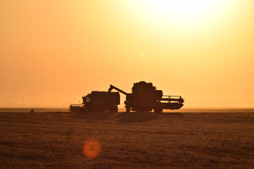 Fototapeta premium Harvesting by combines at sunset.
