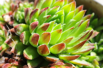 Obraz premium Succulent plant detail macro view