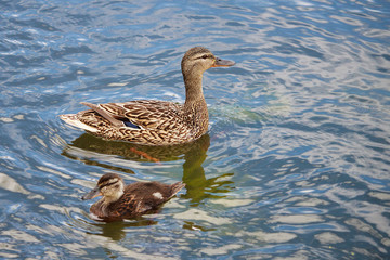 mom duck teaches duckling to swim